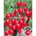 Hybrid high yield Cherry tomato seeds for growing-9-up